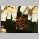 Osmia bicornis - Rote Mauerbiene 01c Paarung - Garten.jpg